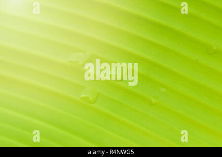 banana leaf background / close up of green leaf banana with droplet raindrops on top plant Stock Photo