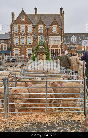 Uppingham, Rutland, UK. 28th November 2018. Pens of lambs at the annual christmastime fatstock competition of primped and preened pigs, sheep and cattle, in the market square of Uppingham, Rutland, England on Wednesday 28th November 2018 Credit: Michael Foley/Alamy Live News Stock Photo