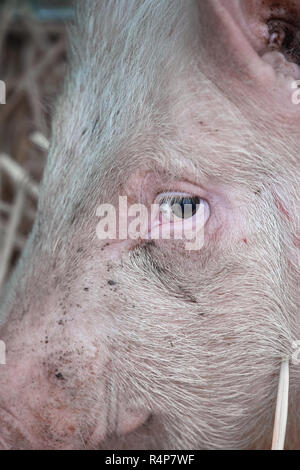 Uppingham, Rutland, UK. 28th November 2018. Wary pig at the annual christmastime fatstock competition of primped and preened pigs, sheep and cattle, in the market square at Uppingham, Rutland, England on Wednesday 28th November 2018 Credit: Michael Foley/Alamy Live News Stock Photo