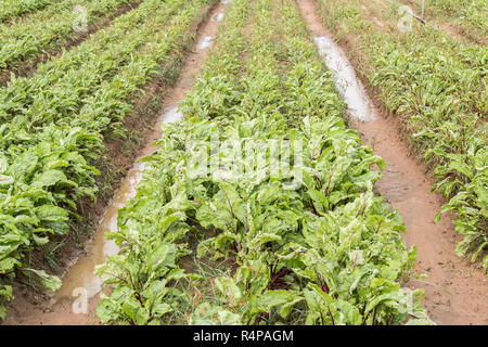 Beet harvest Stock Photo