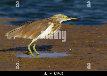 Squacco Heron (Ardeola ralloides), individual standing in a pond in Oman Stock Photo