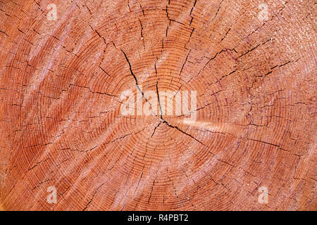 Big tree trunk slice cut from the woods. Textured surface with rings and cracks. Red brown background made of hardwood from the forest. Stock Photo