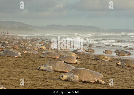 A Massive turtles nesting of Olive Ridley sea turtles in Ostional beach; Costa Rica, Guancaste Stock Photo
