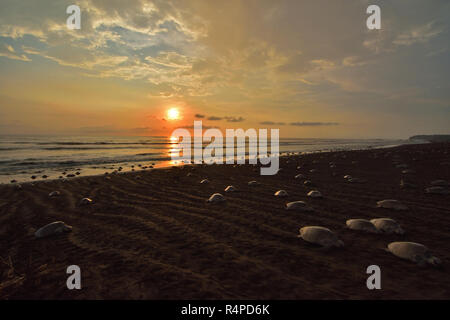 A Massive turtles nesting of Olive Ridley sea turtles in Ostional beach; Costa Rica, Guancaste Stock Photo