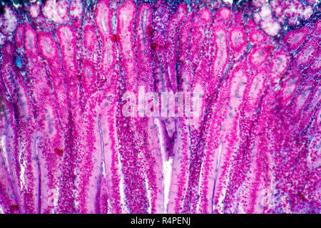 duodenum cross section Stock Photo