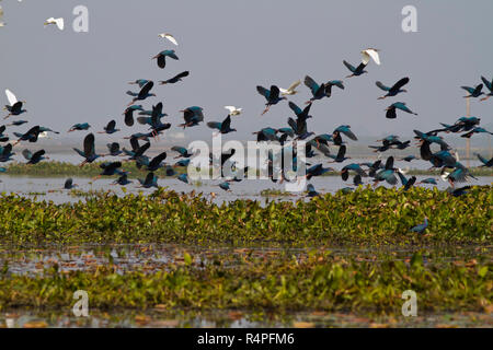 Purple moorhen, locally called Kaim at Baikka Beel Sanctuary. It is a wildlife sanctuary in the Hail Haor wetlands near Srimangal. Moulvibazar, Bangla Stock Photo