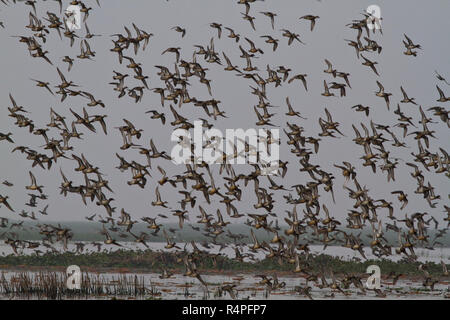 Flock of migratory birds at Baikka Beel Sanctuary. It is a wildlife sanctuary in the Hail Haor wetlands near Srimangal. Moulvibazar, Bangladesh. Stock Photo