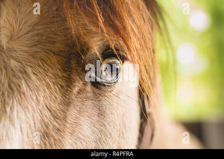 Close-up on the eye of a horse Stock Photo