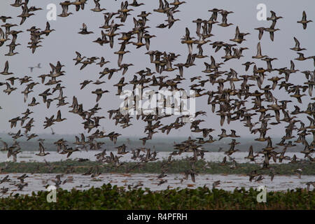 Flock of migratory birds at Baikka Beel Sanctuary. It is a wildlife sanctuary in the Hail Haor wetlands near Srimangal. Moulvibazar, Bangladesh. Stock Photo