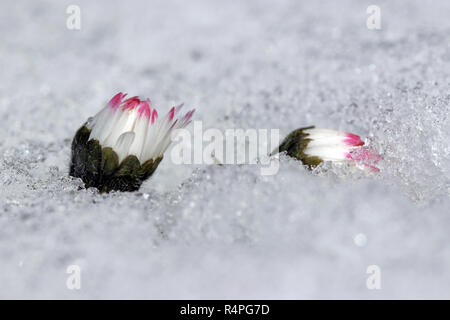 daisies under the snow. winter in the spring Stock Photo
