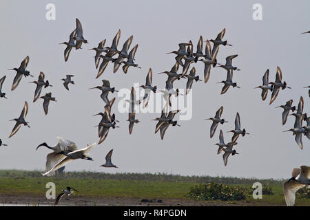 Flock of migratory birds at Baikka Beel Sanctuary. It is a wildlife sanctuary in the Hail Haor wetlands near Srimangal. Moulvibazar, Bangladesh. Stock Photo