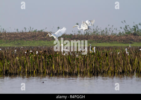 Great Egret, locally called Boro Bok at Baikka Beel Sanctuary. It is a wildlife sanctuary in the Hail Haor wetlands near Srimangal. Moulvibazar, Bangl Stock Photo