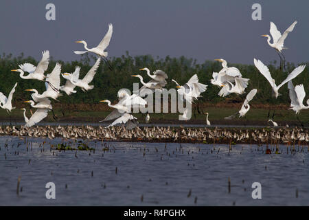 Great Egret, locally called Boro Bok at Baikka Beel Sanctuary. It is a wildlife sanctuary in the Hail Haor wetlands near Srimangal. Moulvibazar, Bangl Stock Photo