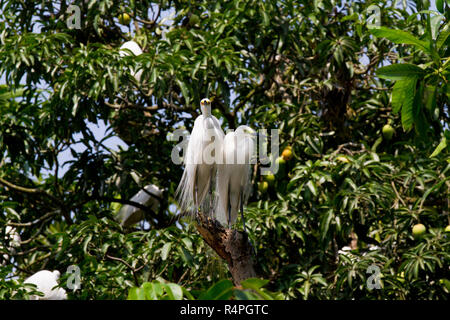 Intermediate Egret locally known as Maijla Bok. Moulvibazar, Bangladesh. Stock Photo