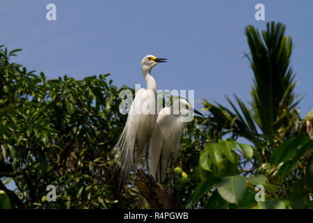 Intermediate Egret locally known as Maijla Bok. Moulvibazar, Bangladesh. Stock Photo