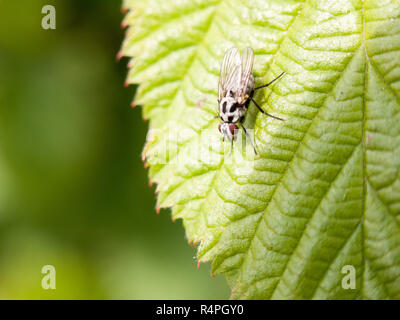 a fly close up on a leaf resting still macro Stock Photo