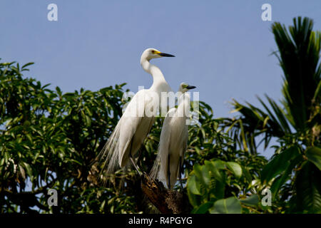 Intermediate Egret locally known as Maijla Bok. Moulvibazar, Bangladesh. Stock Photo