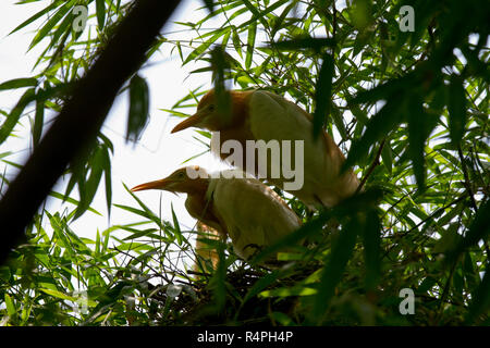 Cattle Egret locally known as Go Bok. Moulvibazar, Bangladesh. Stock Photo