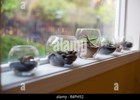 A row of tillandsia plants  in glass terrariums on a windowsill. Stock Photo
