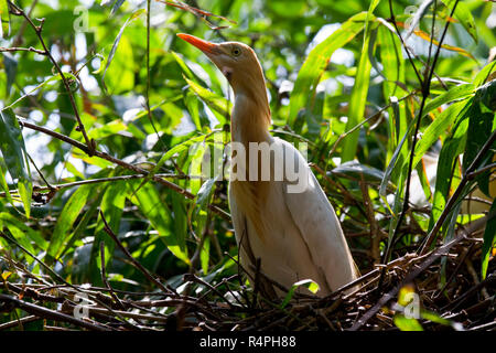 Cattle Egret locally known as Go Bok. Moulvibazar, Bangladesh. Stock Photo