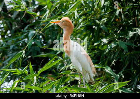 Cattle Egret locally known as Go Bok. Moulvibazar, Bangladesh. Stock Photo