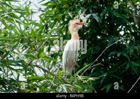 Cattle Egret locally known as Go Bok. Moulvibazar, Bangladesh. Stock Photo