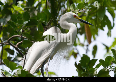 Intermediate Egret locally known as Maijla Bok. Moulvibazar, Bangladesh. Stock Photo