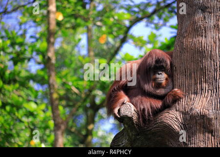 An old ape hanging on a tree in the botanic garden Stock Photo