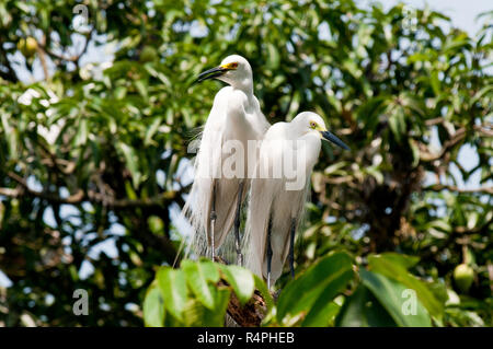 Intermediate Egret locally known as Maijla Bok. Moulvibazar, Bangladesh. Stock Photo