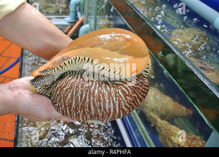 Catching fresh live giant sea shell in tank by hands Stock Photo