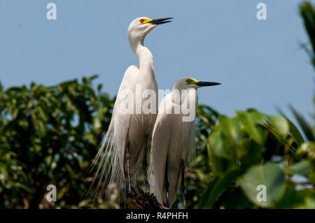 Intermediate Egret locally known as Maijla Bok. Moulvibazar, Bangladesh. Stock Photo