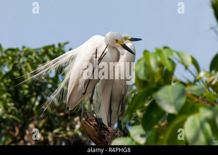 Intermediate Egret locally known as Maijla Bok. Moulvibazar, Bangladesh. Stock Photo