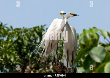 Intermediate Egret locally known as Maijla Bok. Moulvibazar, Bangladesh. Stock Photo