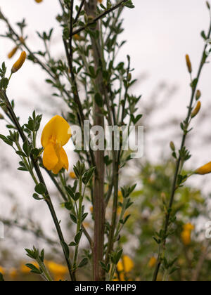 Yellow flowers of common gorse or Ulex europaeus known as whin Stock Photo