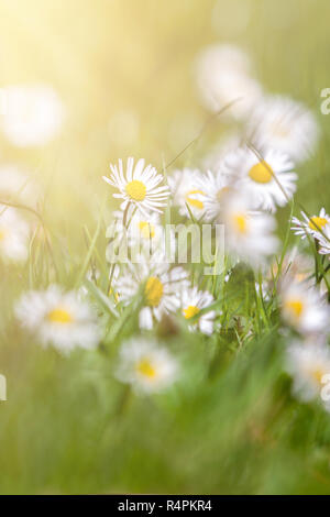 Beautiful daisies on the green grass with sun ray Stock Photo