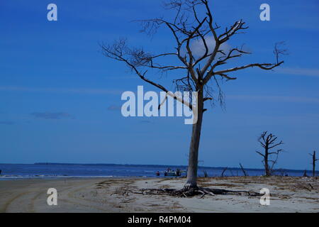 Surf pounding the Barrier Island sandy beaches trying to uproot the trees that are still standing upright! Stock Photo