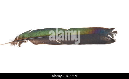 Shiny colorful feather from magpie bird isolated on white background Stock Photo