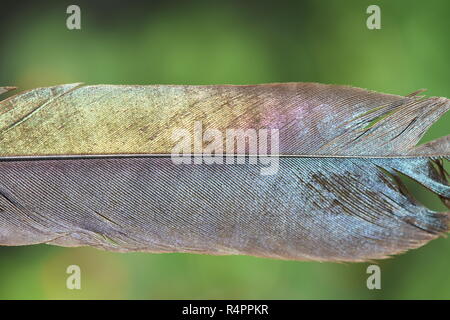 Shiny colorful feather from magpie bird on green background Stock Photo