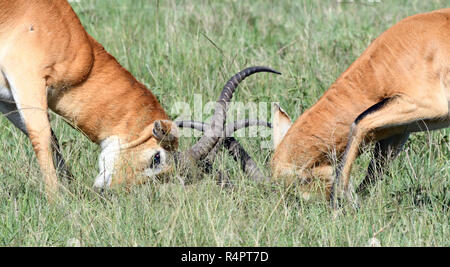 Two  male Ugandan kobs (Kobus kob thomasi) lock horns in a struggle for dominance. Queen Elizabeth National Park, Uganda. Stock Photo