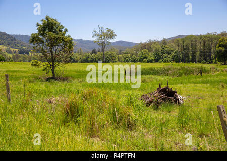 Countryside in Springbrook national park,Gold Coast hinterland ...