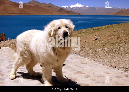 fluffy white sheepdog on the shore of the blue lake in the highlands of tibet Stock Photo