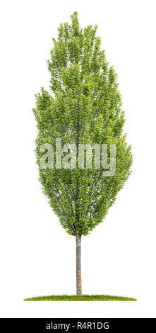 creeped hornbeam in front of a white background Stock Photo