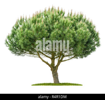 cropped pine in front of a white background Stock Photo