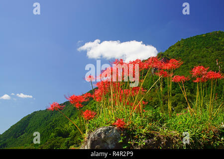 Rice Terrace in Guard Station Stock Photo