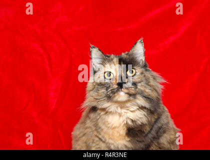 Portrait of one very obese long haired tortoiseshell cat looking directly at viewer, red velvet holiday theme background with copy space. Stock Photo