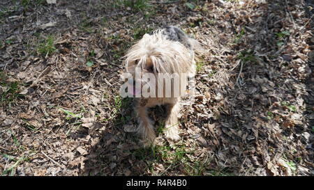 Yorkshire Terrier Dog on the brown grass Stock Photo