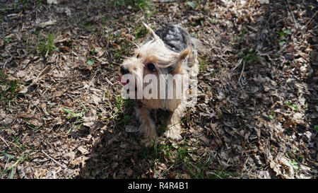 Yorkshire Terrier Dog on the brown grass Stock Photo
