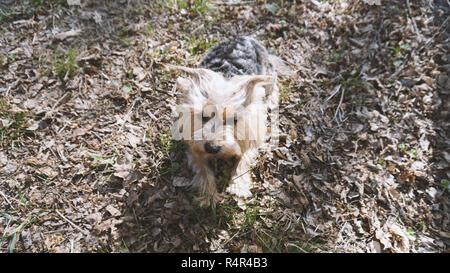 Yorkshire Terrier Dog on the brown grass Stock Photo