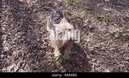 Yorkshire Terrier Dog on the brown grass Stock Photo