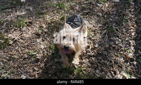 Yorkshire Terrier Dog on the brown grass Stock Photo